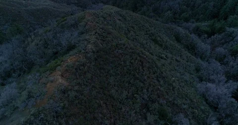 Enchanted blue forest with tilt up to sunrise drone shot Stock Footage 86903592