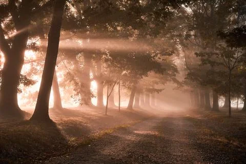 Enchanted Dawn Path Foto stock