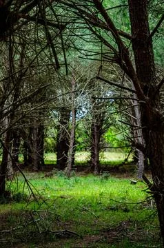 Enchanted Deciduous Forest with Wild Trees and Grassy Clearing Stock Photos