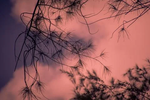Enchanted Dusk Foto stock