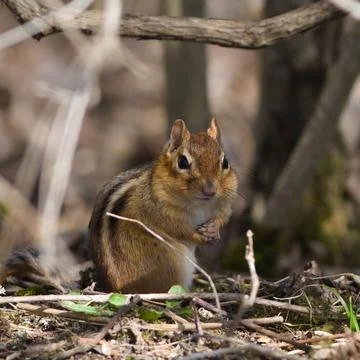 Enchanted Encounter: Small Squirrel Amidst Woods Stock Photos