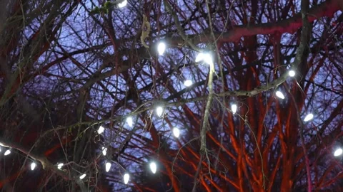 Enchanted Evening Lights Amongst Twilight Trees Stock Footage 263930880