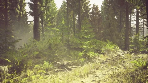 Enchanted forest ambiance. Serene pine forest with moist earth surrounding Stock Footage 341825779