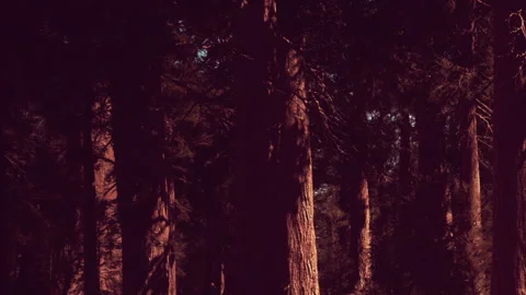 Enchanted Forest Bathed in Warm Sunlight During a Serene Afternoon Stock Footage 344544766