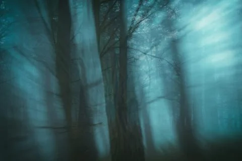 Enchanted forest with blur effect. Lost concept Stock Photos
