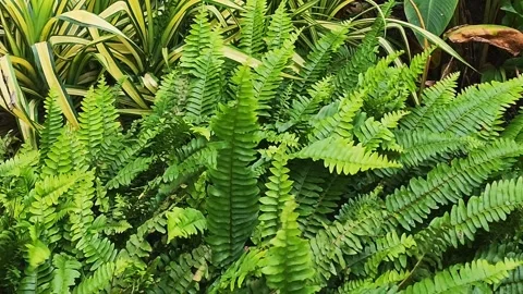 Enchanted Forest Canopy Stock Footage 237753044