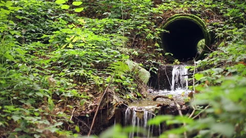Enchanted Forest Culvert Stock Footage 310452129