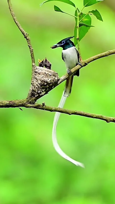 Enchanted forest dawn Stockbeeldmateriaal 328114125