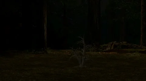 Enchanted Forest Stock Footage 5873693