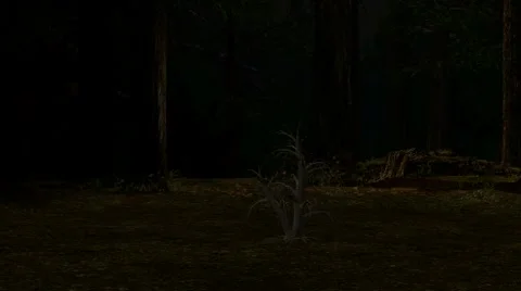 Enchanted Forest Stock Footage 5873764