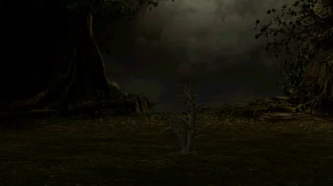 Enchanted Forest Stock Footage 5874230