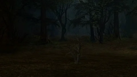 Enchanted Forest Stock Footage 5874617