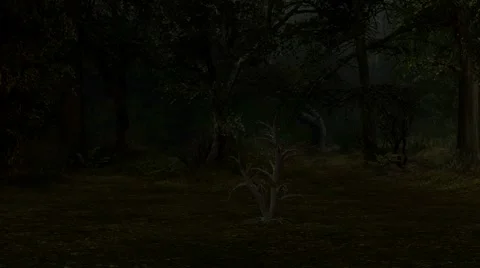 Enchanted Forest Stock Footage 5875121