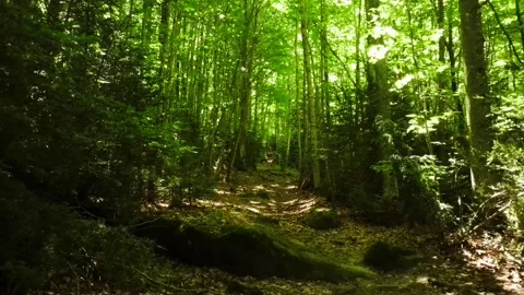 Enchanted Forest Stock Footage