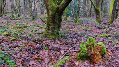 Enchanted forest. Stock Footage 172525974