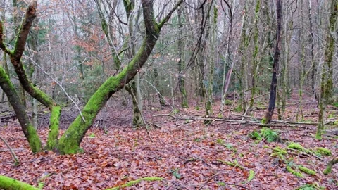 Enchanted forest. Stock Footage 172525986