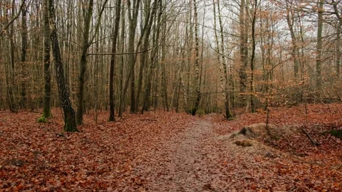 Enchanted forest. Video stock 172526042