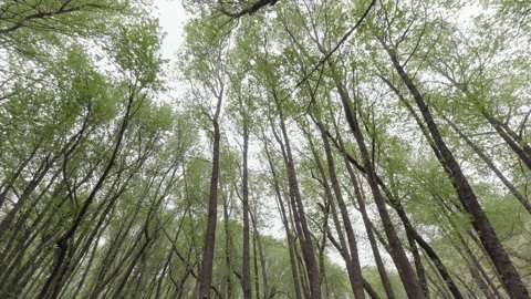 Enchanted Forest Stock Footage 282934890