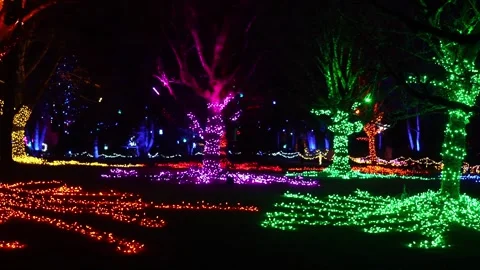 Enchanted Forest of Illuminated Trees in Vibrant Night Setting Stock Footage 263930365