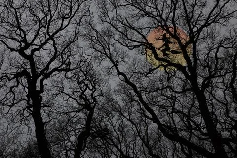 Enchanted forest Ilustração Stock