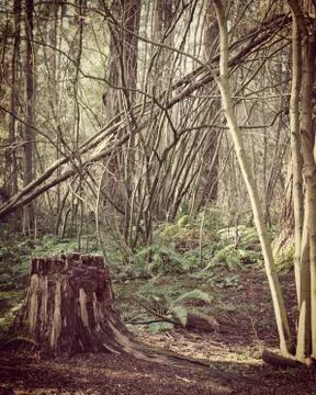 Enchanted forest landscape with old tree stump Stock Photos