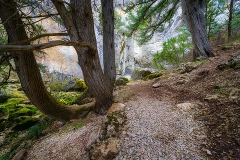 Enchanted forest landscape with path among the trees in a mysterious environment Stock Photos