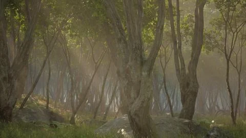 Enchanted forest in magical light Stock Illustration