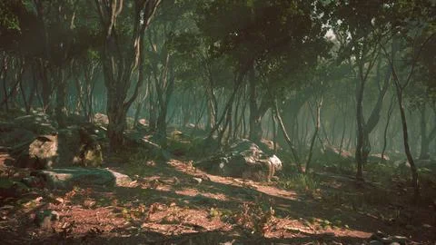 Enchanted forest in magical light Stock Illustration