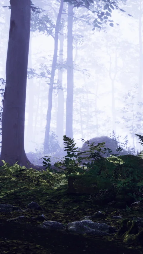 Enchanted forest with mist enveloping green ferns and tall trees Stock Footage 334246494