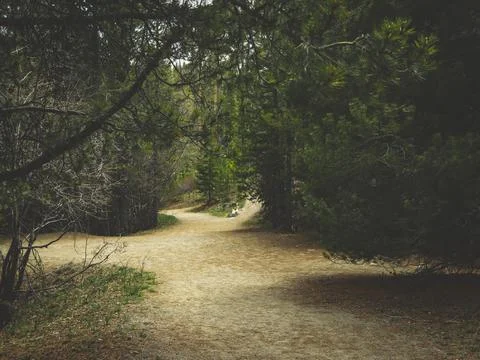 Enchanted forest with multiple pathways Stock Photos