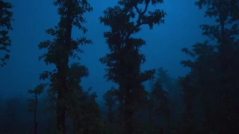 Enchanted-Forest-Night Stock Footage 317301946