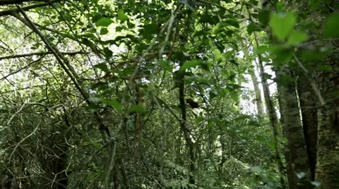 Enchanted Forest Pan across 600 year old holy tree where fairies live Stock Footage 59939948