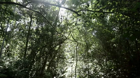 Enchanted Forest Pan down from sky to forest floor Stock Footage 59939976