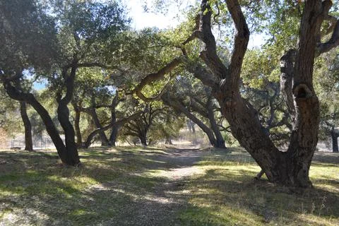 Enchanted Forest Path Lined With Ancient Trees in Bright Sunlight Stock Photos