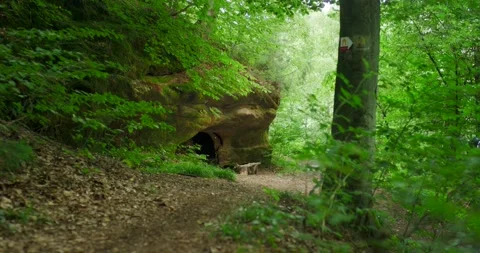 Enchanted Forest Path by Mossy Bank, Soft Backlit Woodland Scene Video stock 340081428