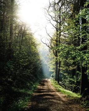 Enchanted Forest Path: Sun Rays &amp; Dappled Light in Mystical Woods Stock Photos