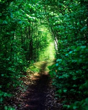 Enchanted Forest Path Sunlight Nature Trail Summer Stock Photos
