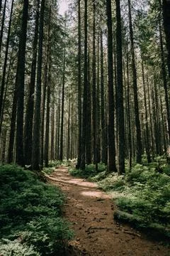 Enchanted Forest Pathway for Background Stock Photos