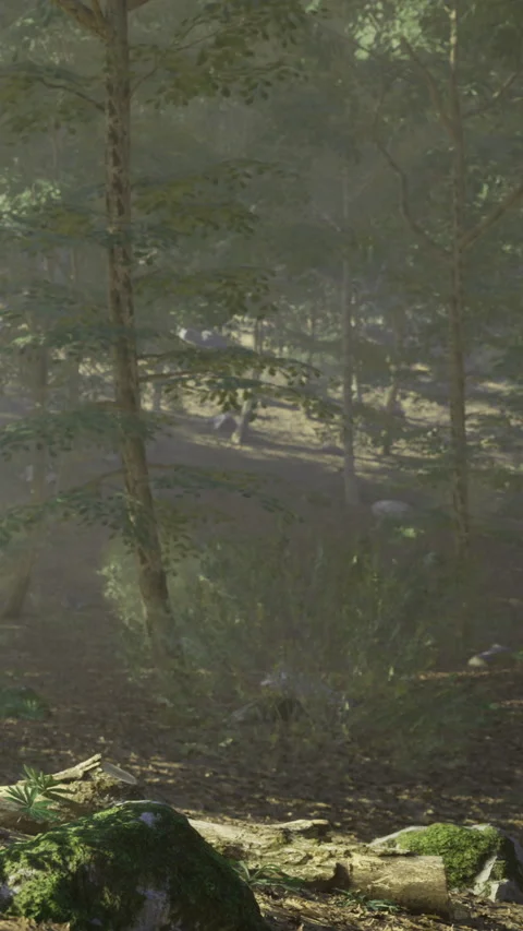 Enchanted forest pathway bathed in gentle afternoon light at twilight Stock Footage 341397377