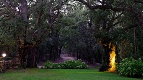 Enchanted forest pathway illuminated at night Stock Footage 345664879