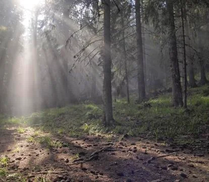 Enchanted forest Stock Photos