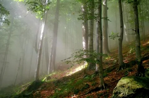 Enchanted forest Stock Photos