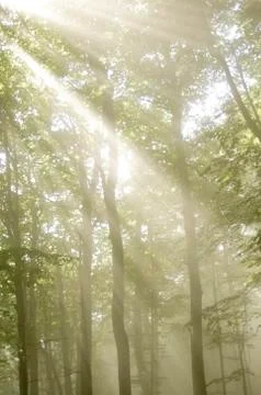 Enchanted forest Stock Photos