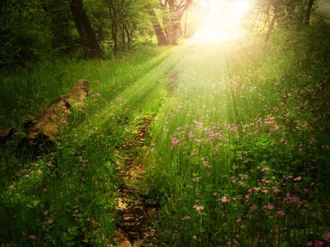 Enchanted forest Stock Photos