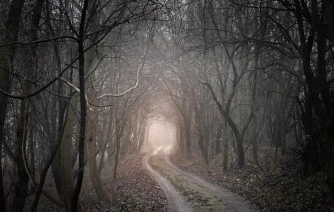 Enchanted forest Stock Photos