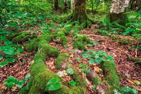 Enchanted forest Stock Photos