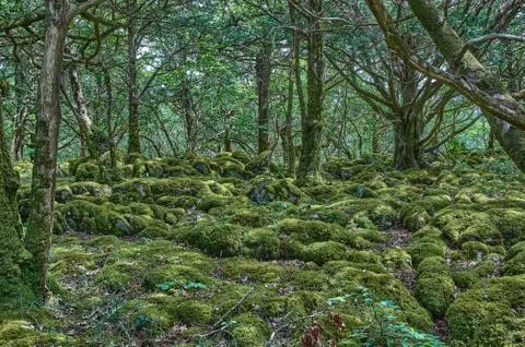 Enchanted forest at the Ring of Kerry, Ireland. Forest with green moss and tr Stock Photos