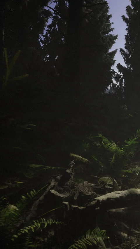Enchanted forest scene with ferns and sunlight peeking through trees Stock Footage 334254856