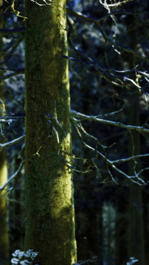Enchanted forest scene highlighting bare branches and mossy trees Stock Footage 334241868