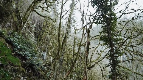 Enchanted forest shrouded in the mist 스톡 동영상 113769750